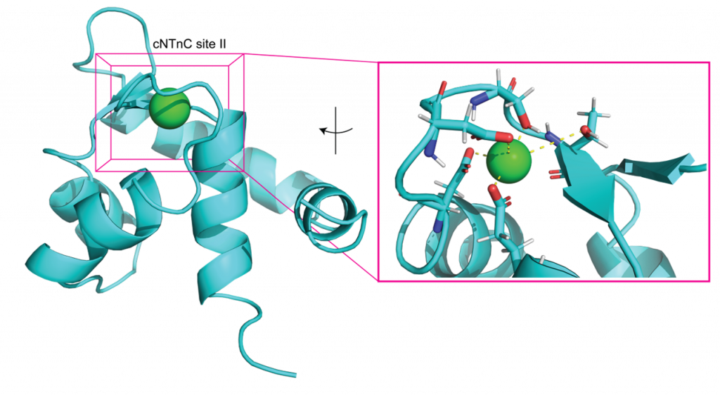 Biomolecule research by Prof. Lindert, UCLA Chemistry and Biochemistry