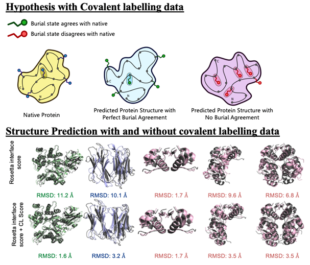 UCLA Lindert Lab - Hypothesis with Covalent Labeling Data